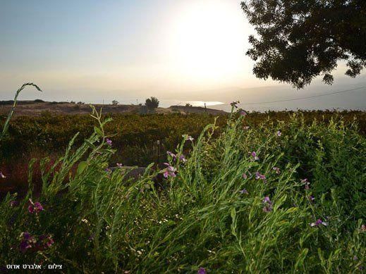 46570 שקט בענן, שקט בענן, צימר  במעלה גמלא צימרים - Zimer 4 U