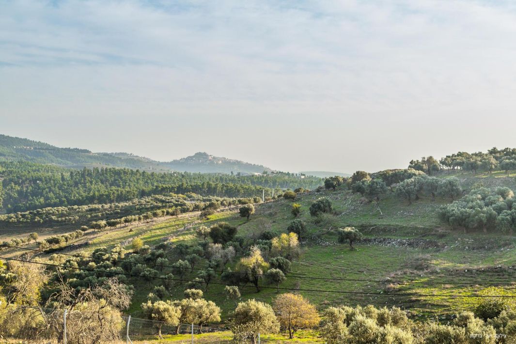 72870 גלריה כללית, בונסאי - סוויטות בוטיק בגליל, צימר  בדלתון צימרים - Zimer 4 U