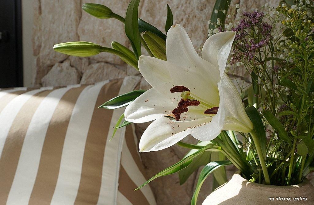 93330 Sienna Suite, סוויטות שילו - Shilo Suites, צימר  במשמר הירדן צימרים - Zimer 4 U